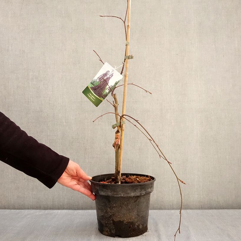 Exemplaar van Fagus sylvatica Purple Fountain - Treur-koperbeuk Pot van 4 l/5 l zoals geleverd in de winter
