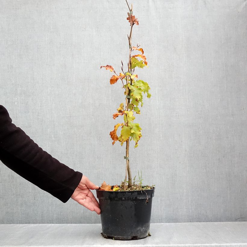 Exemplaar van Fagus sylvatica Rohan Gold - Goudgele beuk Pot van 4 l/5 l zoals geleverd in de herfst