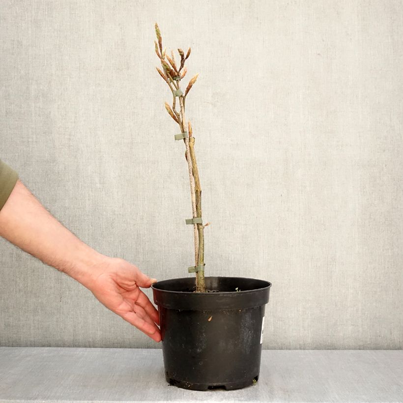 Exemplaar van Fagus sylvatica Rohan Gold - Goudgele beuk Pot van 4 l/5 l zoals geleverd in de lente