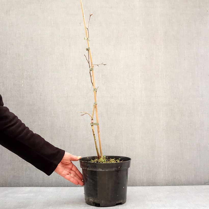 Exemplaar van Fagus sylvatica Rohan Green Weeping - Treurbeuk Pot van 4 l/5 l, Stengel zoals geleverd in de winter