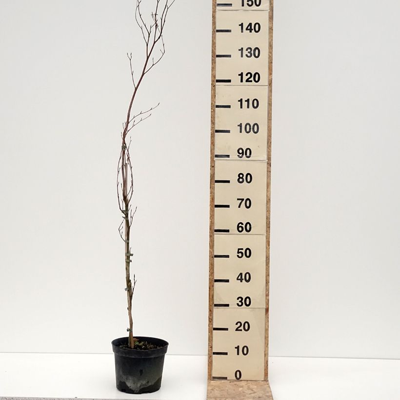Exemplaar van Fagus sylvatica Rohan Minaret - Zuilbeuk Pot van 4 l/5 l zoals geleverd in de winter