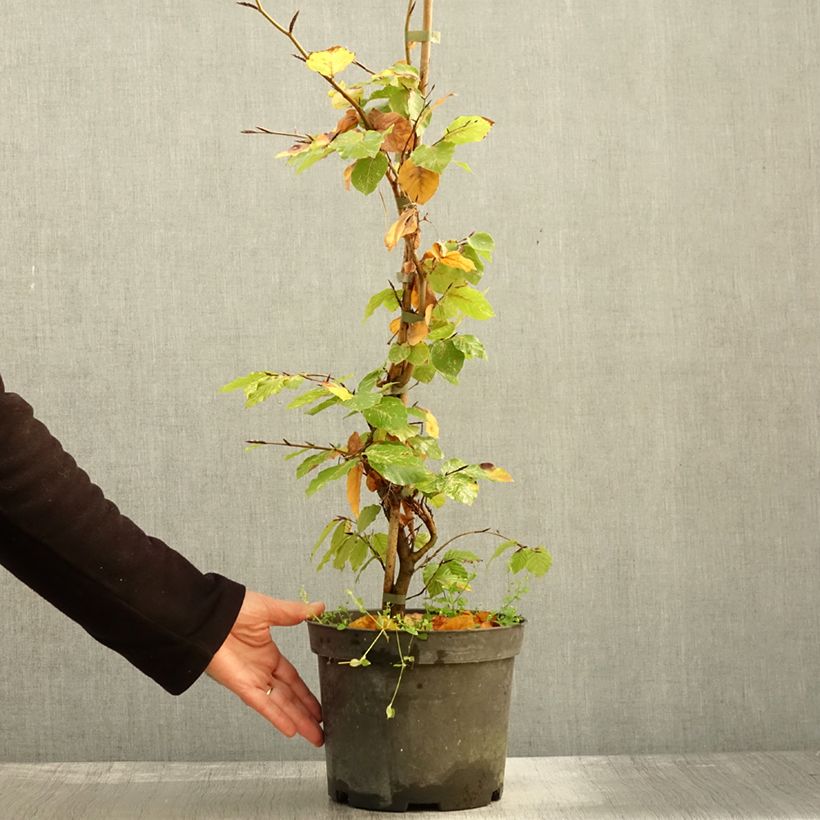 Exemplaar van Fagus sylvatica Rolf Marquardt - Bonte dwergbeuk Pot van 4 l/5 l zoals geleverd in de herfst