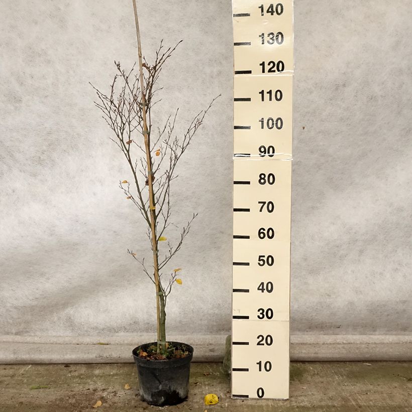 Exemplaar van Fagus sylvatica Rotundifolia - Beuk Pot van 4 l/5 l zoals geleverd in de herfst