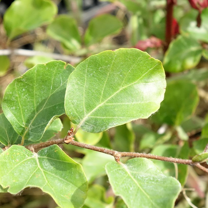 Fagus sylvatica Skrzat - Dwergbeuk (Blad)
