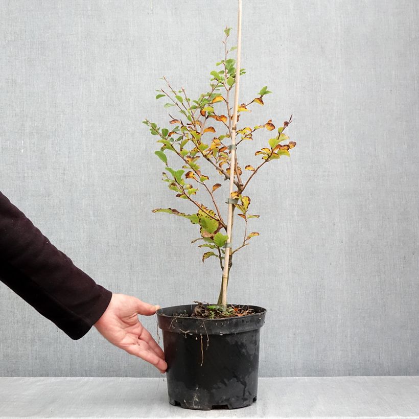 Exemplaar van Fagus sylvatica Skrzat - Dwergbeuk Pot van 4 l/5 l zoals geleverd in de herfst