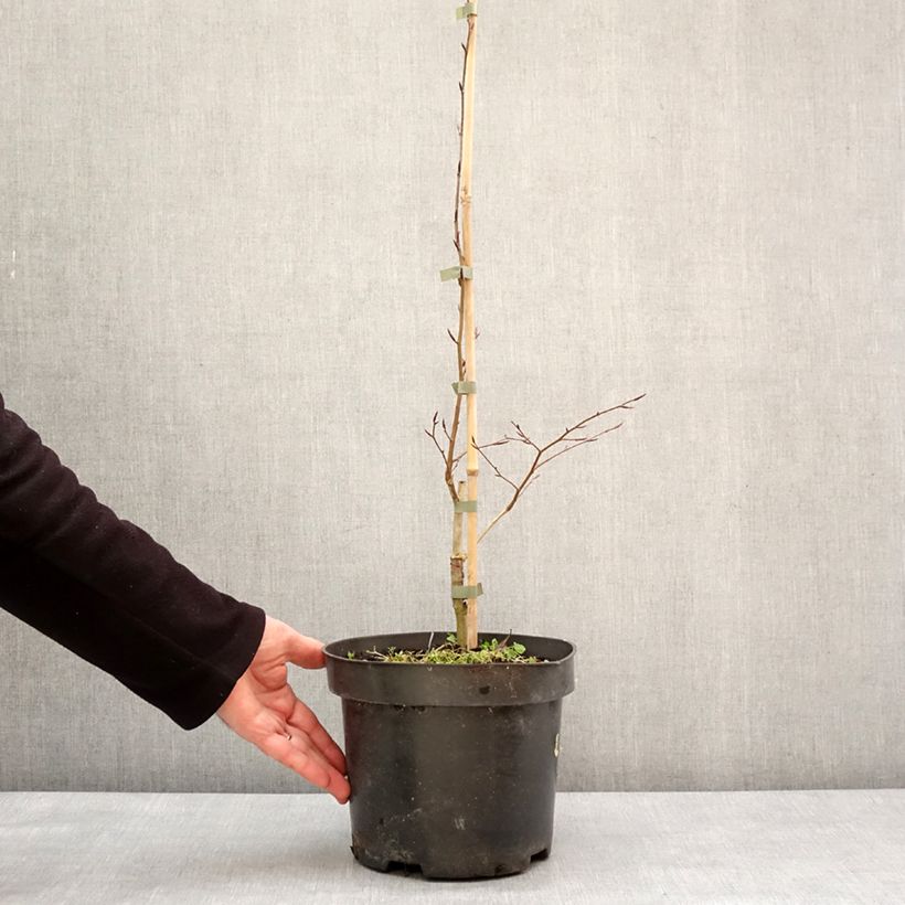 Exemplaar van Fagus sylvatica Skrzat - Dwergbeuk Pot van 4 l/5 l zoals geleverd in de winter