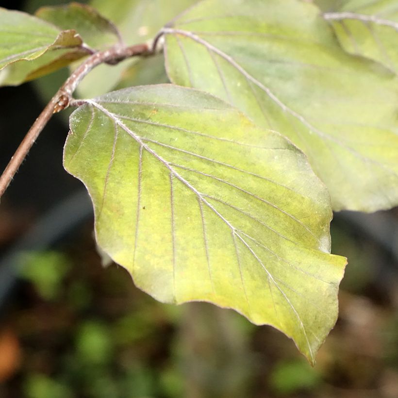 Fagus sylvatica Swat Magret - Koperbeuk (Blad)