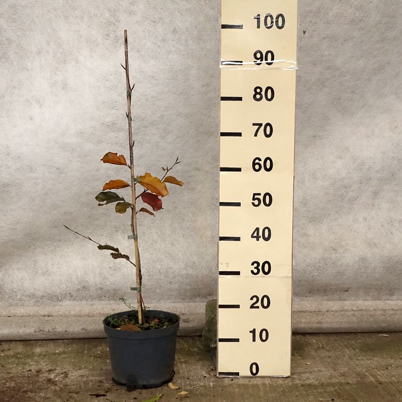 Exemplaar van Fagus sylvatica Swat Magret - Koperbeuk Pot van 4 l/5 l zoals geleverd in de herfst