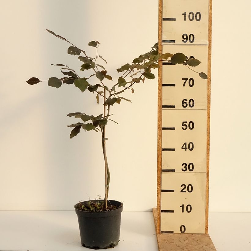 Exemplaar van Fagus sylvatica Swat Magret - Koperbeuk Pot van 4 l/5 l zoals geleverd in de zomer