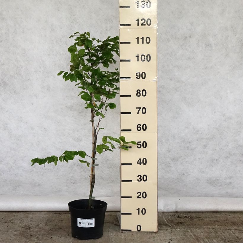 Example of Fagus sylvatica Viridivariegata - Hêtre commun panaché de vert Pot van 4 l/5 l as you get in printemps