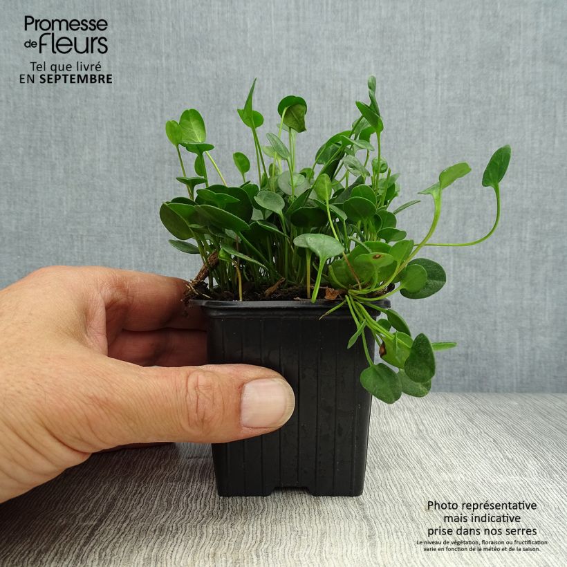 Exemplaar van Falkia repens - Kleine oren Kweekpotje van 8/9 cm zoals geleverd in de herfst