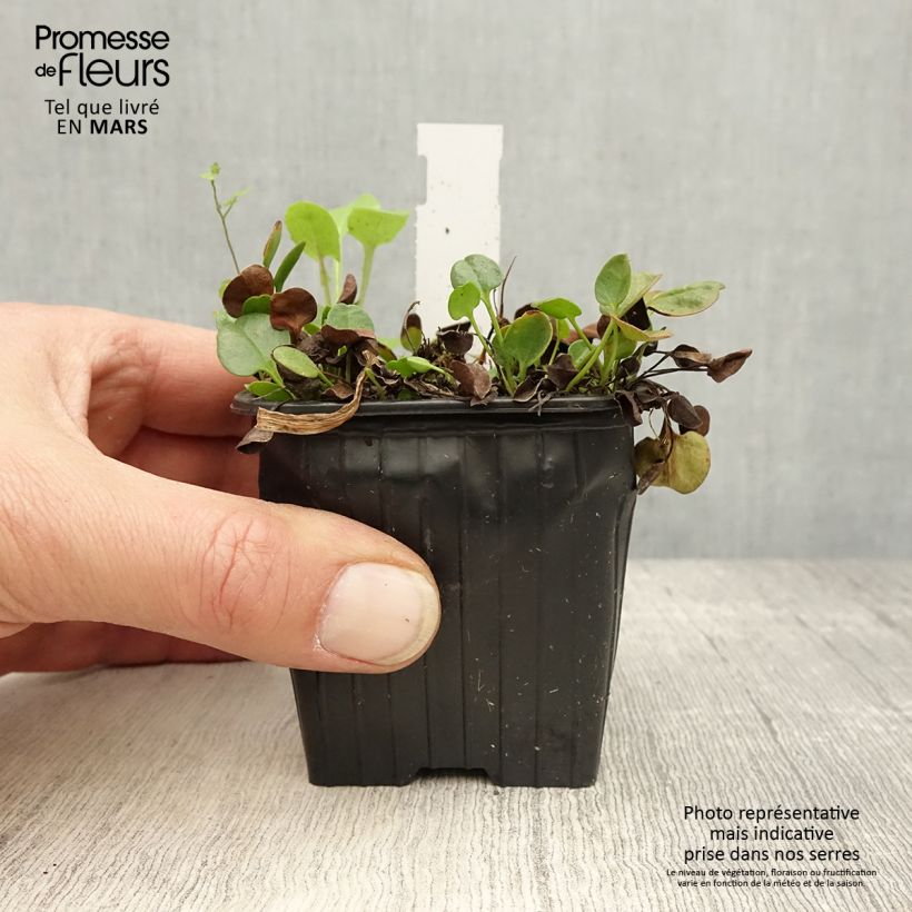 Exemplaar van Falkia repens - Kleine oren Kweekpotje van 8/9 cm zoals geleverd in de lente