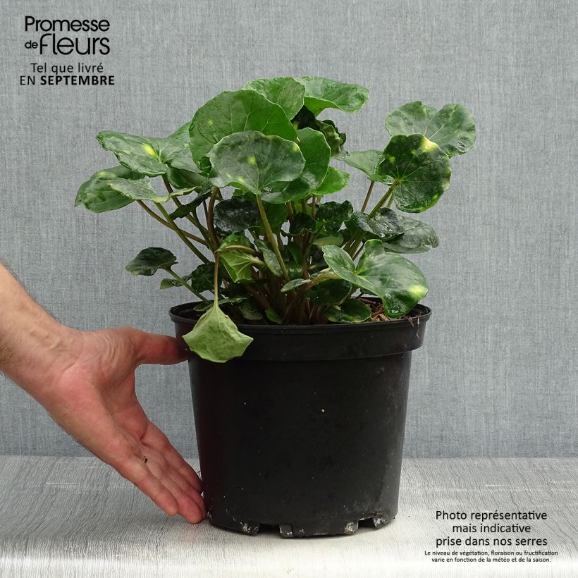 Exemplaar van Farfugium japonicum Aureomaculatum - Luipaardplant Pot van 3 l/4 l zoals geleverd in de herfst