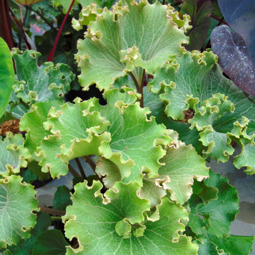 Farfugium japonicum Crispata - Luipaardplant (Foliage)