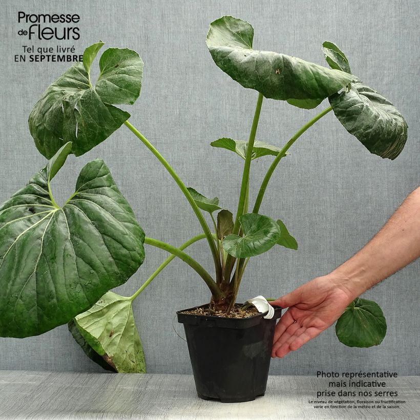 Exemplaar van Farfugium japonicum Gigantea - Luipaardplant Pot van 3 l/4 l zoals geleverd in de herfst