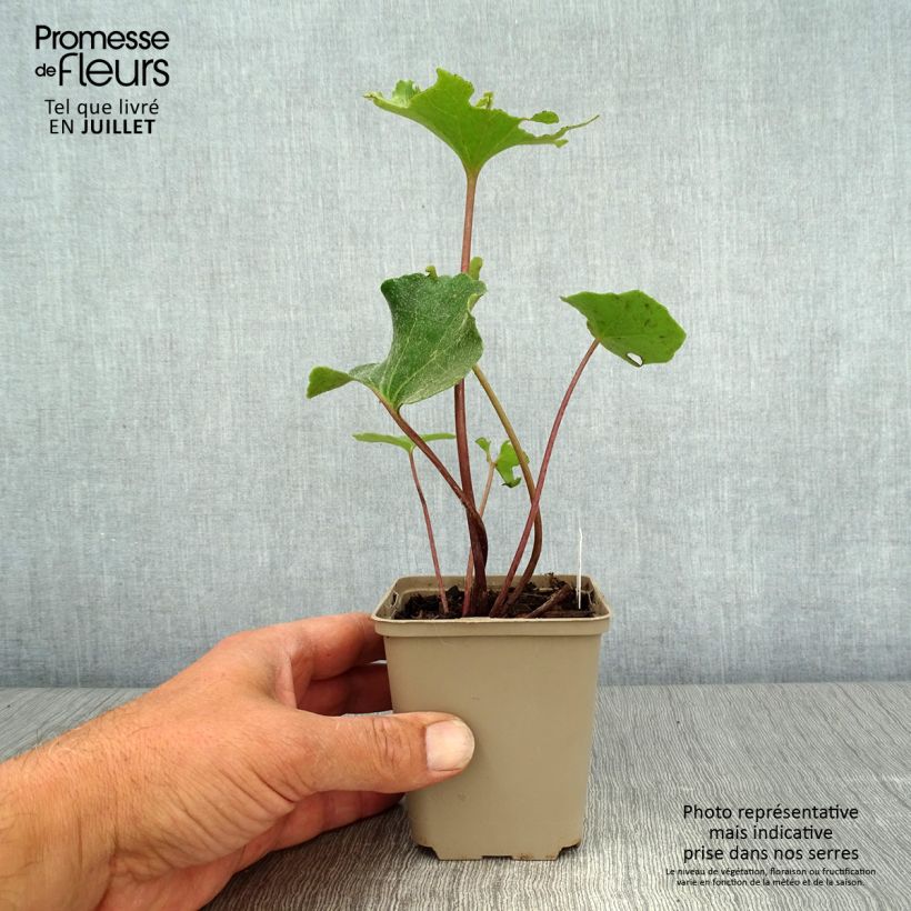 Exemplaar van Farfugium japonicum Wavy Gravy - Luipaardplant Kweekpotje van 8/9 cm zoals geleverd in de zomer