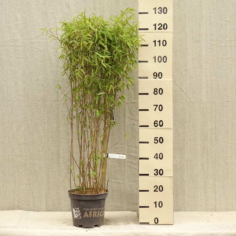 Exemplaar van Fargesia Malachite Monkeys - Niet-woekerende bamboe Pot van 7,5 l/10 l zoals geleverd in de zomer