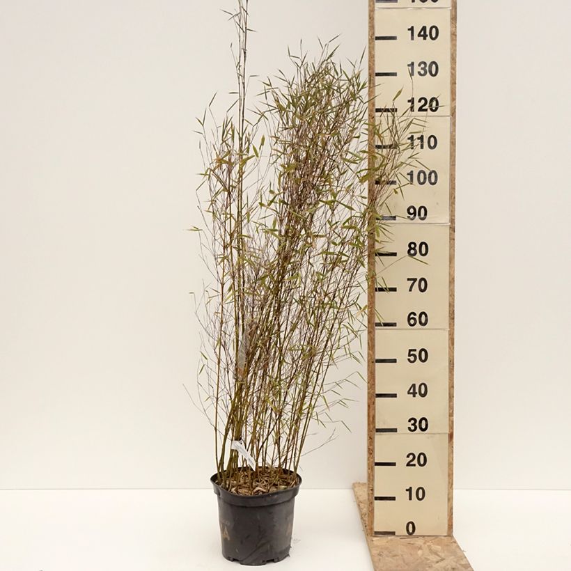 Exemplaar van Fargesia Malachite Monkeys - Niet-woekerende bamboe Pot van 7,5 l/10 l zoals geleverd in de winter