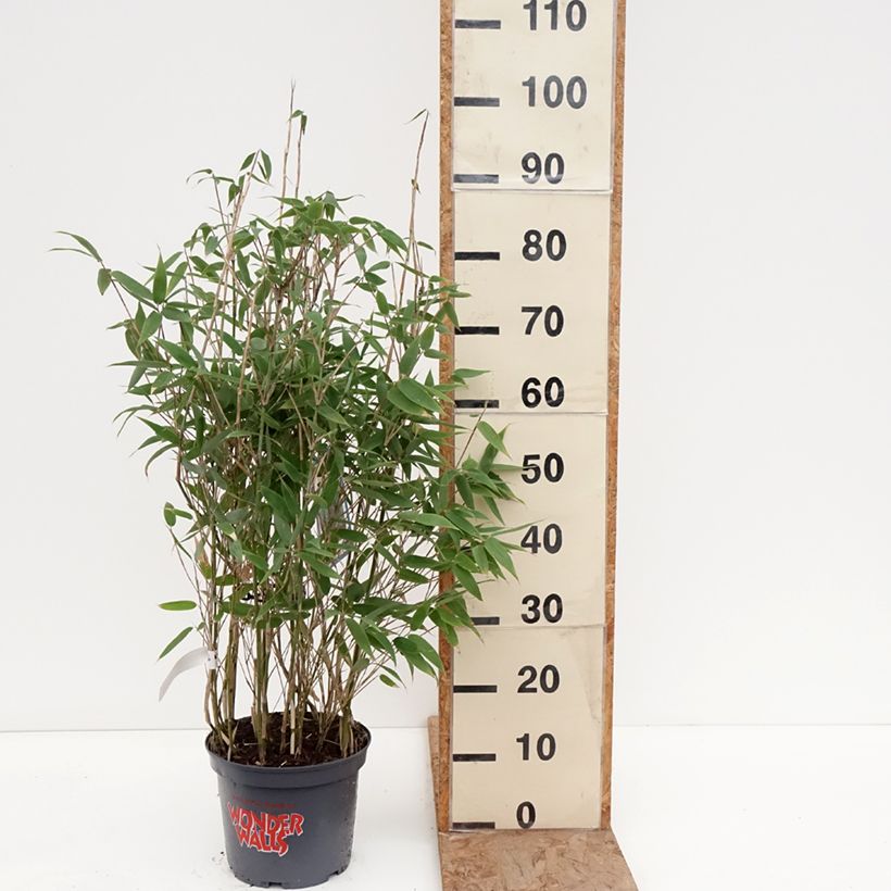 Exemplaar van Fargesia murielae Blue Lizard - Niet-woekerende bamboe Pot van 4 l/5 l zoals geleverd in de winter