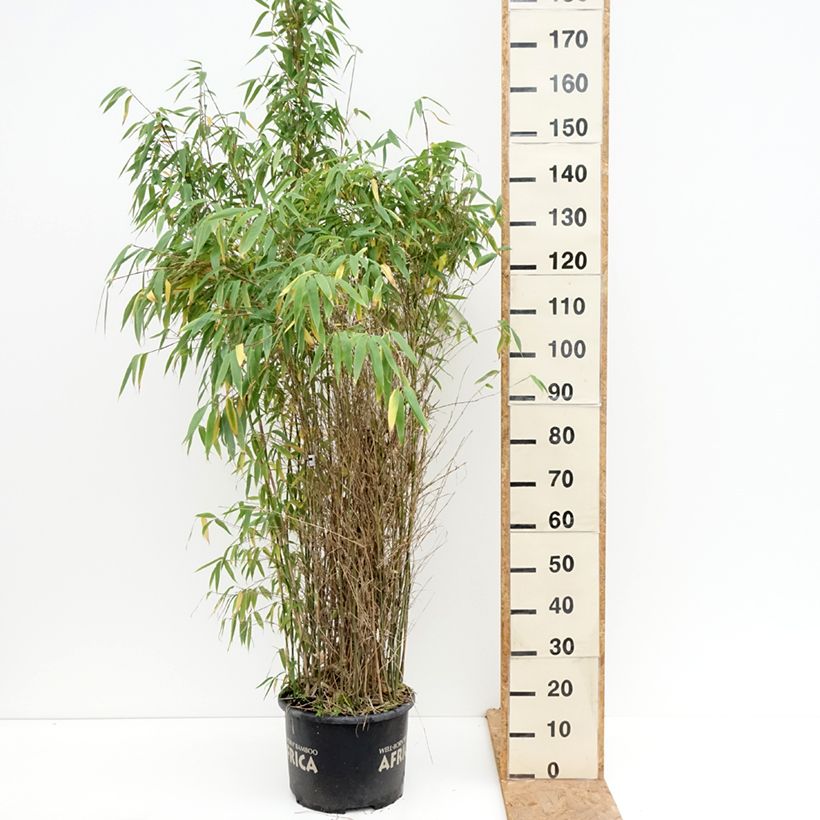 Exemplaar van Fargesia murielae Ivory Ibis - Niet-woekerende bamboe Pot van 7,5 l/10 l zoals geleverd in de herfst