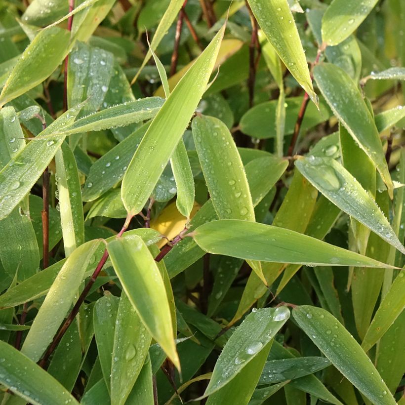 Fargesia murielae Red Zebra - Niet-woekerende bamboe (Blad)