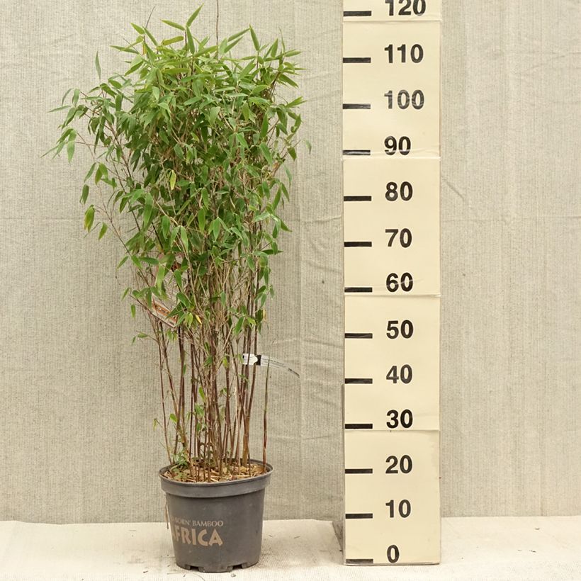 Exemplaar van Fargesia murielae Red Zebra - Niet-woekerende bamboe Pot van 7,5 l/10 l zoals geleverd in de zomer