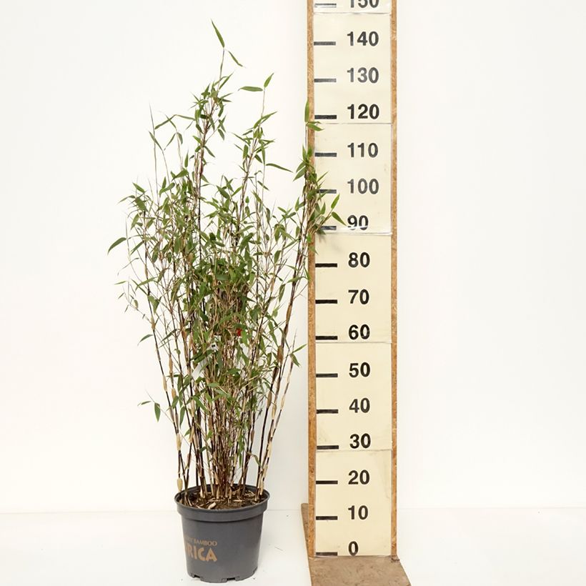 Exemplaar van Fargesia murielae Red Zebra - Niet-woekerende bamboe Pot van 7,5 l/10 l zoals geleverd in de lente