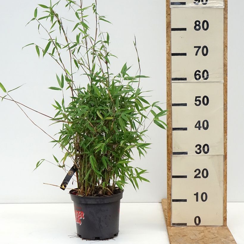 Exemplaar van Fargesia murielae Violet Woods - Niet-woekerende bamboe Pot van 4 l/5 l zoals geleverd in de herfst