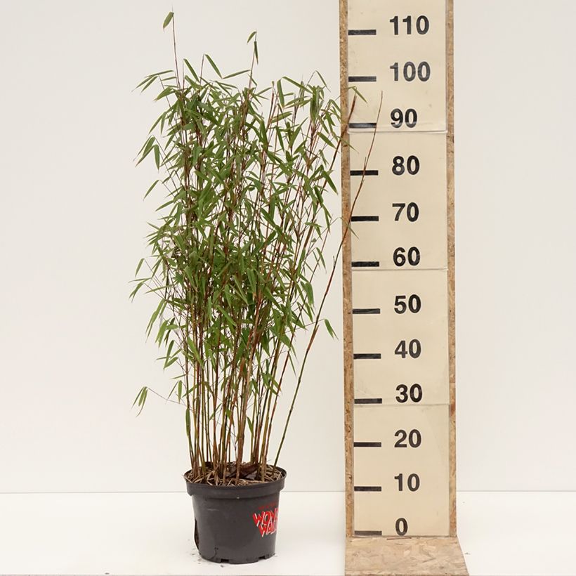 Exemplaar van Fargesia murielae Violet Woods - Bambou non traçant Pot de 4L/5L zoals geleverd in de winter