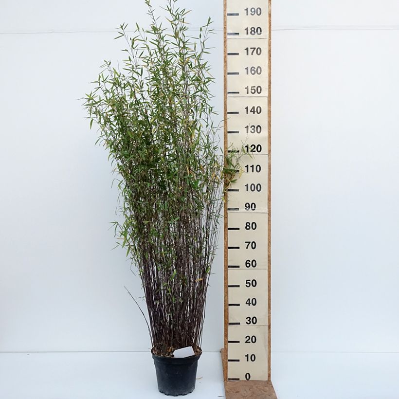 Exemplaar van Fargesia nitida Gansu - Niet-woekerende bamboe Pot van 7,5 l/10 l zoals geleverd in de herfst