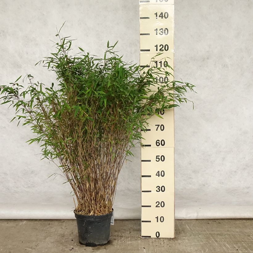 Exemplaar van Fargesia nitida Gansu - Niet-woekerende bamboe Pot van 7,5 l/10 l zoals geleverd in de zomer