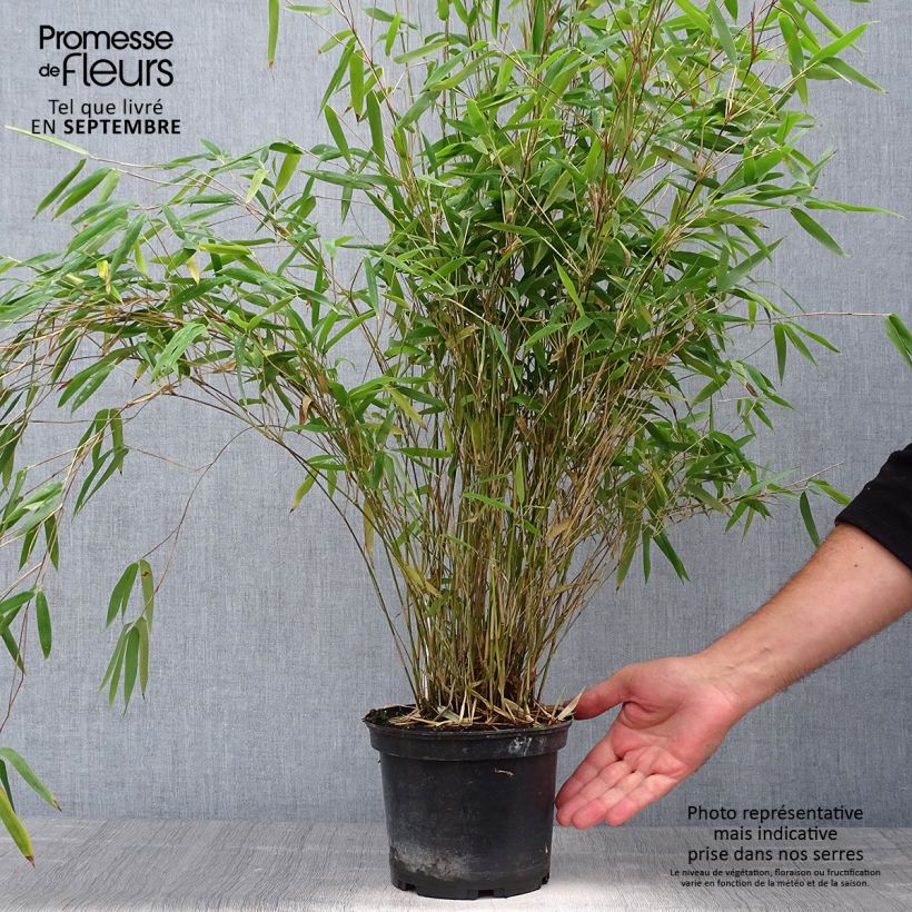 Exemplaar van Fargesia nitida Obelisk - Niet-woekerende bamboe Pot van 2 l/3 l zoals geleverd in de herfst