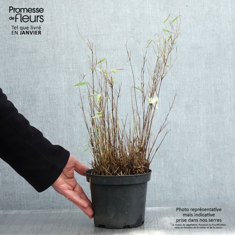 Exemplaar van Fargesia nitida Red Dragon - Bambou non traçant Pot de 2L/3L zoals geleverd in de winter