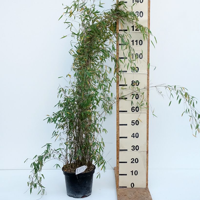 Exemplaar van Fargesia nitida Red Dragon - Niet-woekerende bamboe Pot van 7,5 l/10 l zoals geleverd in de herfst