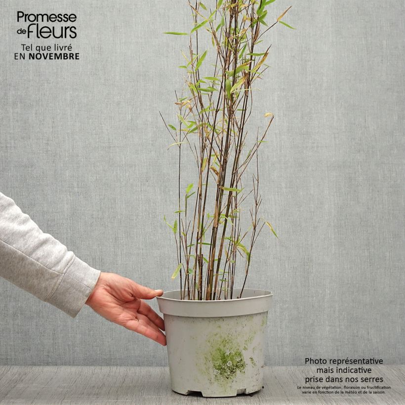 Exemplaar van Fargesia nitida Trifina Black - Niet-woekerende bamboe Pot van 4 l/5 l zoals geleverd in de herfst