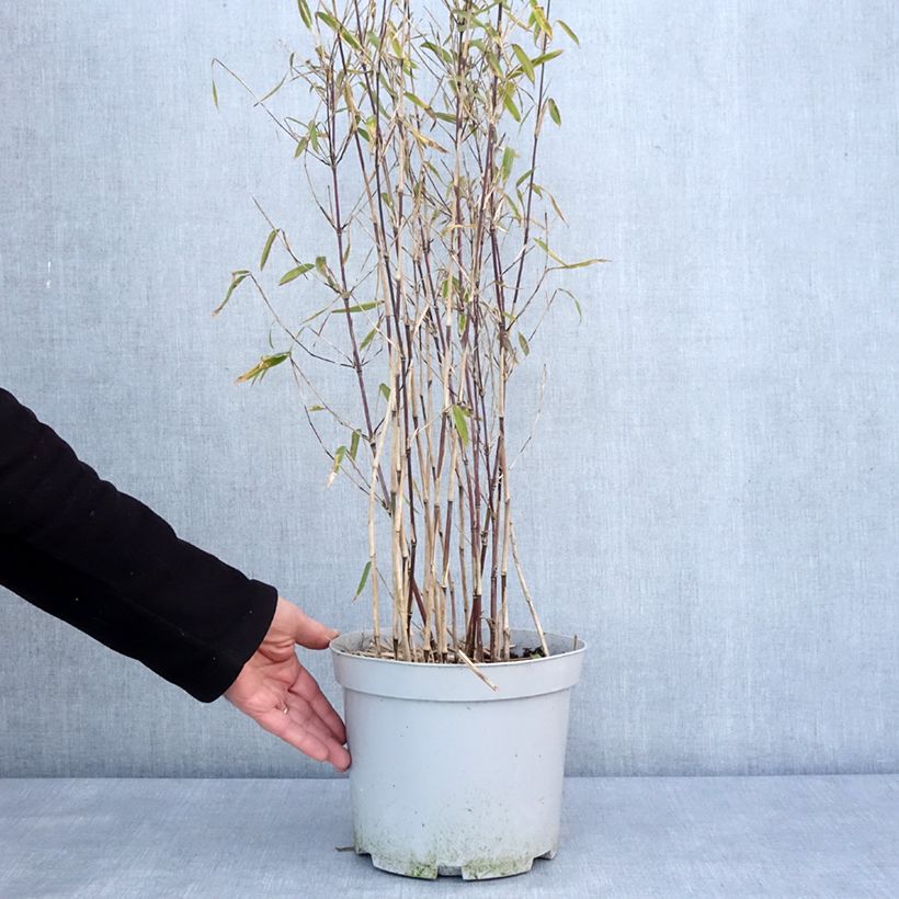 Exemplaar van Fargesia nitida Trifina Black - Niet-woekerende bamboe Pot van 4 l/5 l zoals geleverd in de winter