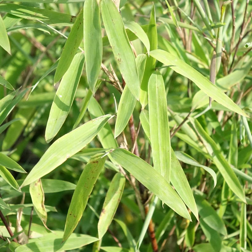 Fargesia nitida Trifina Black - Niet-woekerende bamboe (Blad)