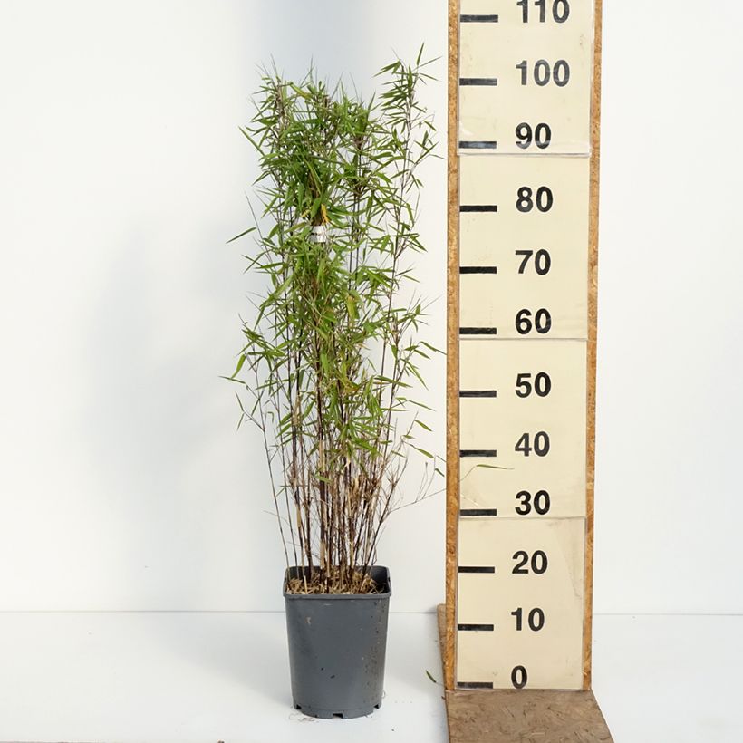 Exemplaar van Fargesia nitida Trifina Black - Niet-woekerende bamboe Pot van 4 l/5 l zoals geleverd in de lente