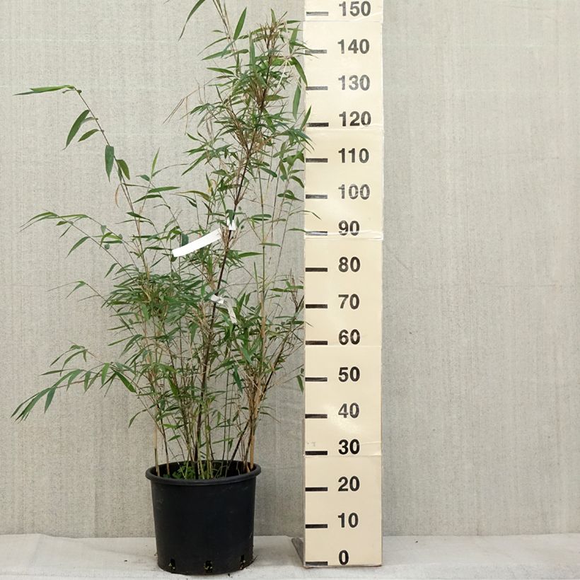 Exemplaar van Fargesia papyrifera Blue Dragon - Bambou non traçant Pot de 7,5L/10L zoals geleverd in de herfst