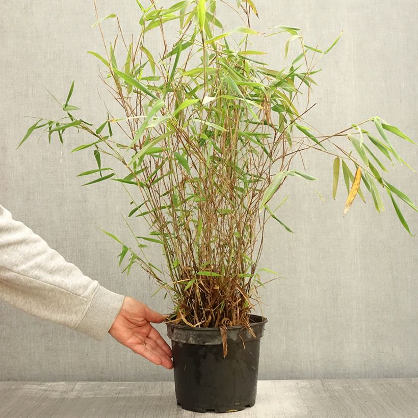 Exemplaar van Fargesia papyrifera Blue Dragon - Blauwe bamboe Pot van 4 l/5 l zoals geleverd in de herfst