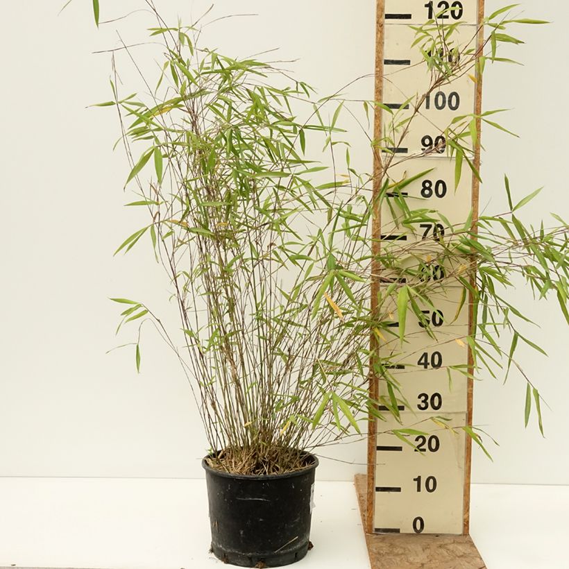 Exemplaar van Fargesia papyrifera Blue Dragon - Blauwe bamboe Pot van 7,5 l/10 l zoals geleverd in de lente
