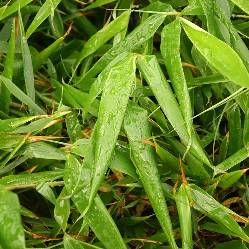 Fargesia robusta Formidable - Niet-woekerende bamboe (Blad)