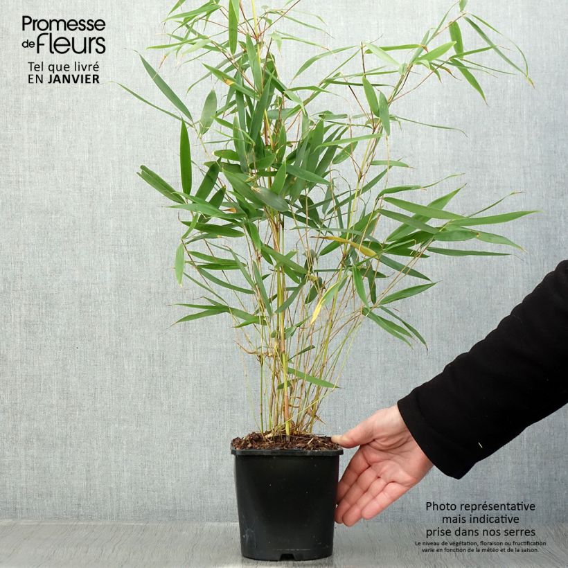Exemplaar van Fargesia robusta Pingwu - Bambou non traçant Pot de 2L/3L zoals geleverd in de winter