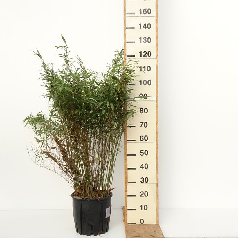 Exemplaar van Fargesia robusta Wenchuan - Niet-woekerende bamboe Pot van 12 l/15 l zoals geleverd in de herfst