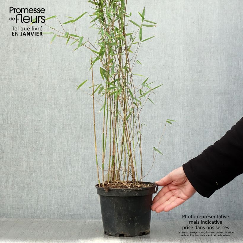 Example of Fargesia Jiuzhaigou Deep Purple - Rode bamboe Pot van 2 l/3 l as you get in hiver