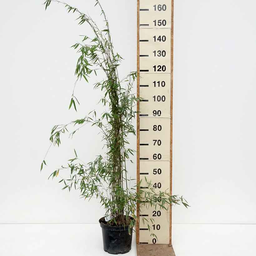 Exemplaar van Fargesia Jiuzhaigou Deep Purple - Rode bamboe Pot van 2 l/3 l zoals geleverd in de lente