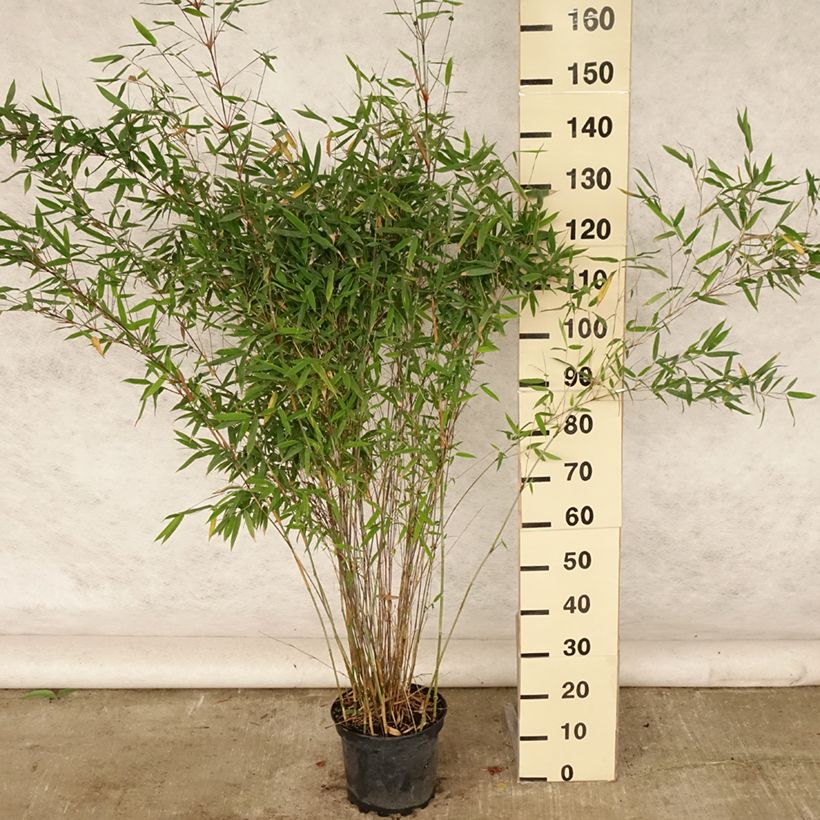 Exemplaar van Fargesia Winter Joy - Niet-woekerende bamboe Pot van 7,5 l/10 l zoals geleverd in de zomer