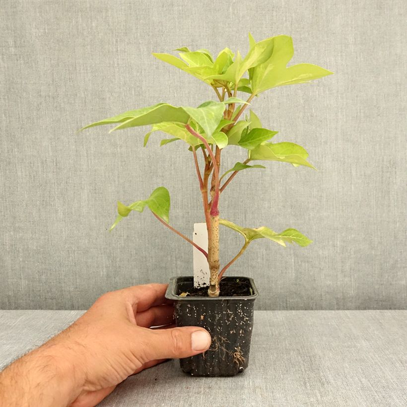 Exemplaar van Fatshedera lizei Annemieke - Lierre arborescent bont Kweekpotje van 8/9 cm zoals geleverd in de zomer