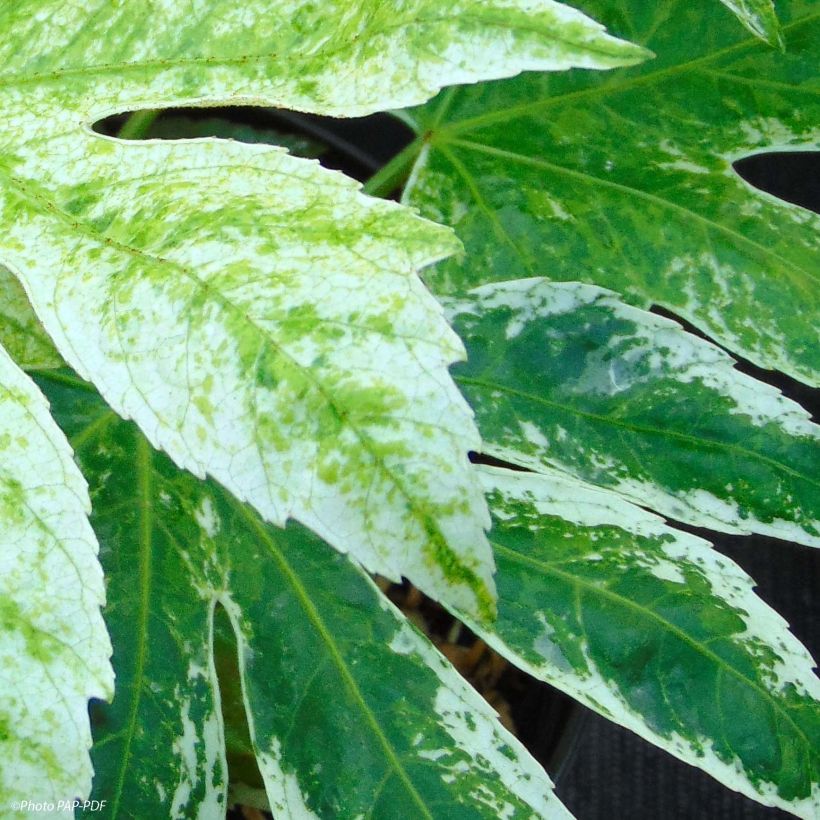 Fatsia japonica Spiders Web - Vingerplant (Blad)