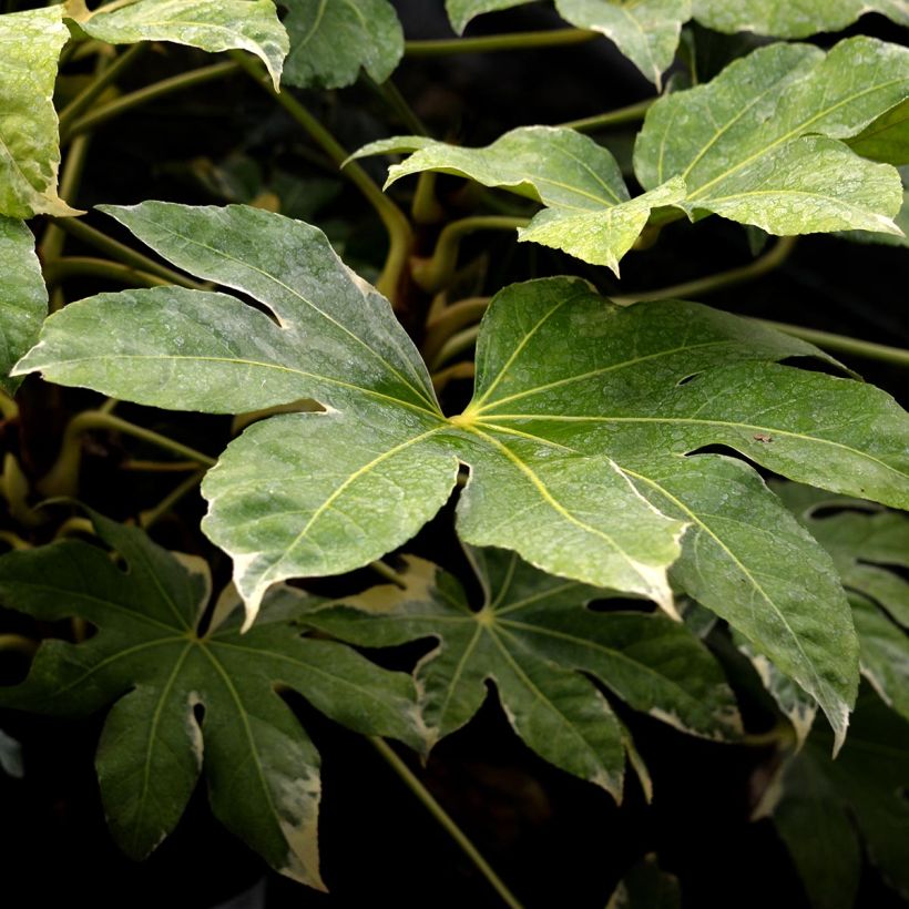 Fatsia japonica Variegata - Vingerplant (Blad)